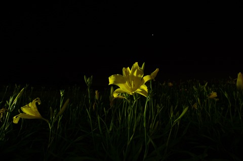 Flores na Noite