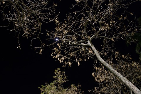 Árvores na Noite I