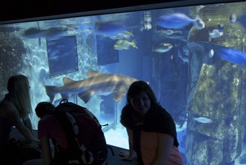 2010-07-06 - London Aquarium (117) - Reduzida