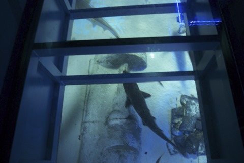 2010-07-06 - London Aquarium (124) - Reduzida