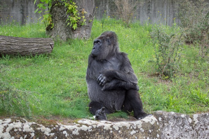 Gorila Emburrada