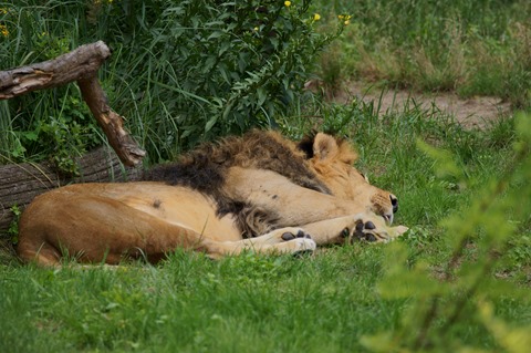 CAP - 20120720 - Berlim (1056)