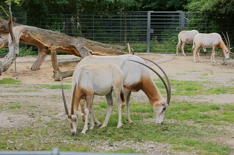 CAP - 20120720 - Berlim (1110)