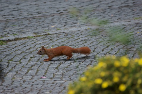 CAP - 20120720 - Berlim (1119)