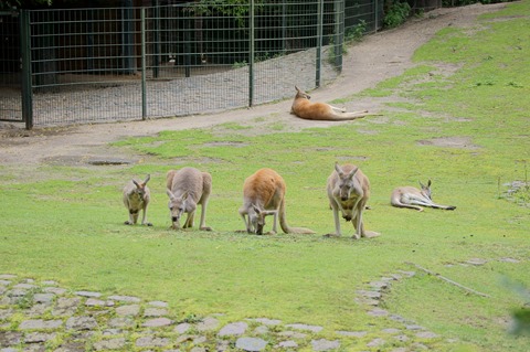 CAP - 20120720 - Berlim (1139)