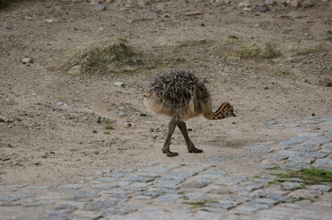 CAP - 20120720 - Berlim (1152)