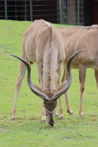 CAP - 20120720 - Berlim (1168)