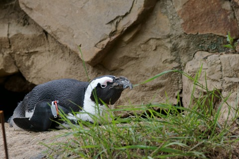 CAP - 20120720 - Berlim (1208)