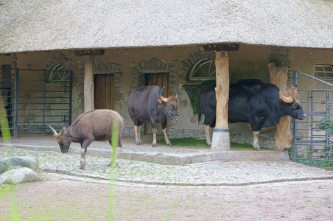 CAP - 20120720 - Berlim (1219)