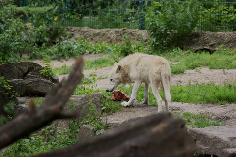 CAP - 20120720 - Berlim (1244)