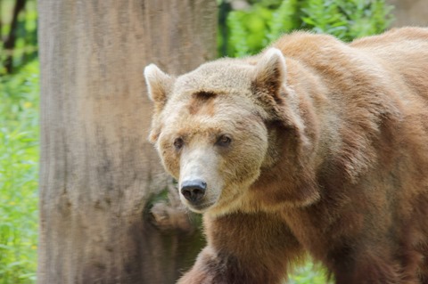 CAP - 20120720 - Berlim (1252)