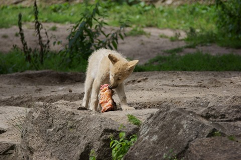 CAP - 20120720 - Berlim (1263)