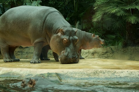 CAP - 20120720 - Berlim (1324)