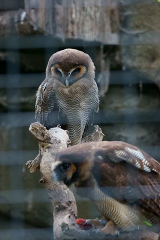 CAP - 20120720 - Berlim (1394)