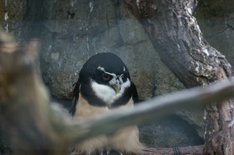 CAP - 20120720 - Berlim (1399)