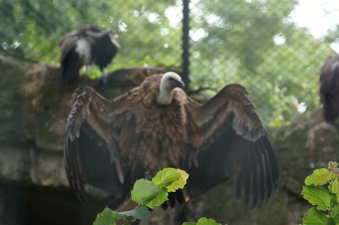 CAP - 20120720 - Berlim (1417)