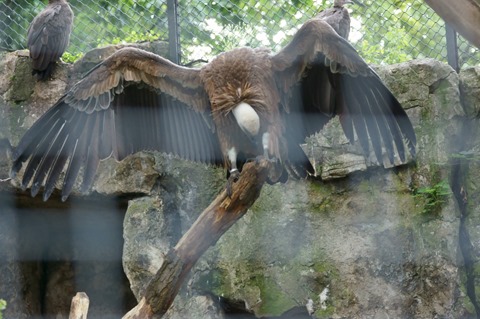 CAP - 20120720 - Berlim (1423)