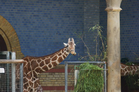 CAP - 20120720 - Berlim (888)