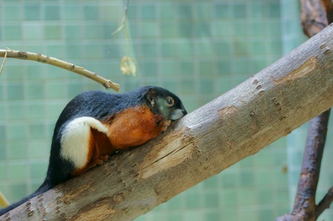 CAP - 20120720 - Berlim (991)