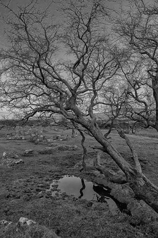 Dartmoor Tree