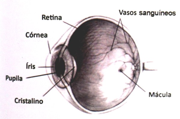 Alex Villegas - O Controle da Cor - Estruturas do Olho - P85
