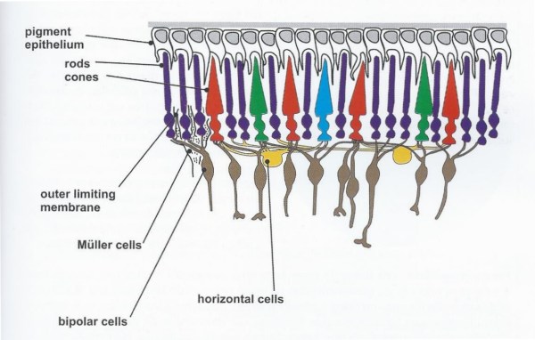 Alex Villegas - O Controle da Cor - Retina - P89