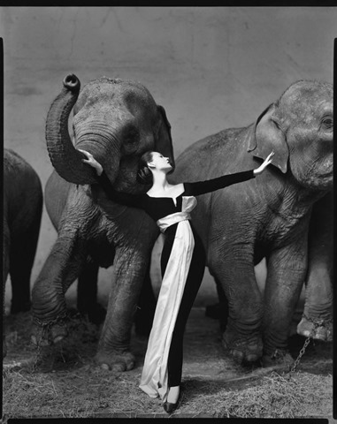 Richard Avedon - Dovima with elephants, evening dress by Dior - Paris - 1955